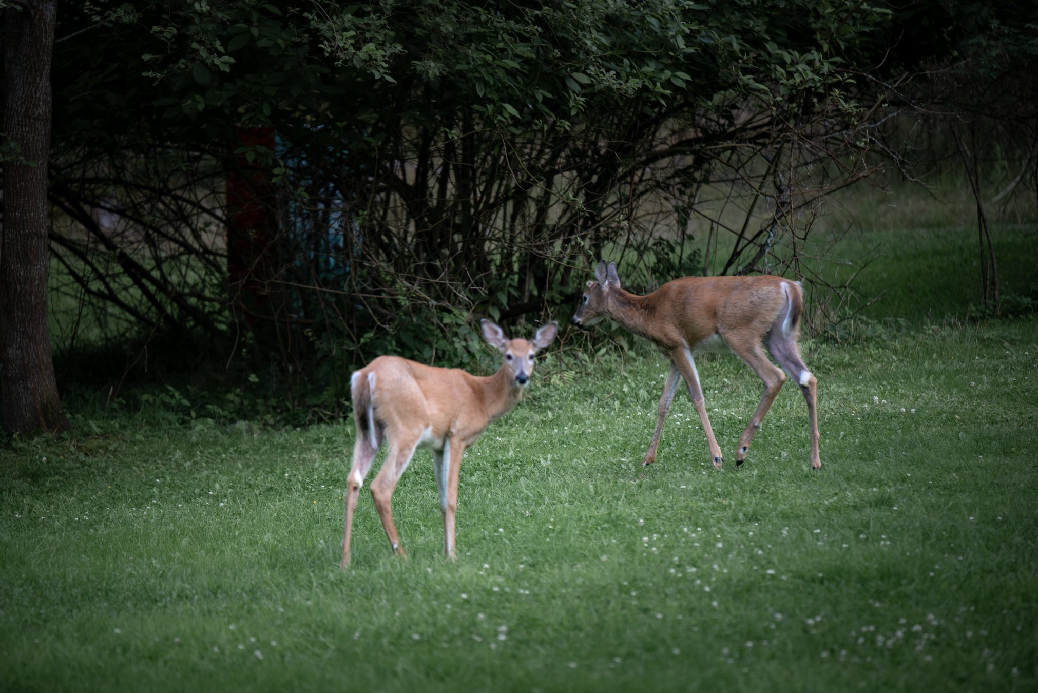 DSC_0829