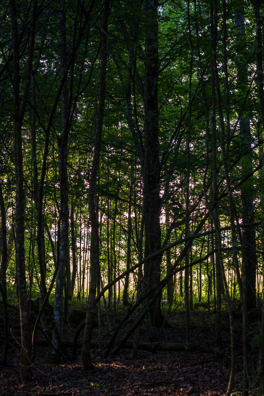 DSC_4063