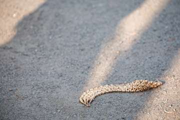 TPRV_0444